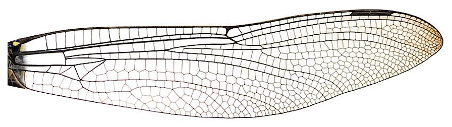 wing1