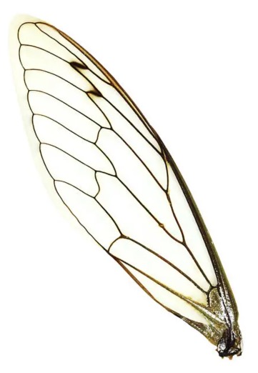 wing2