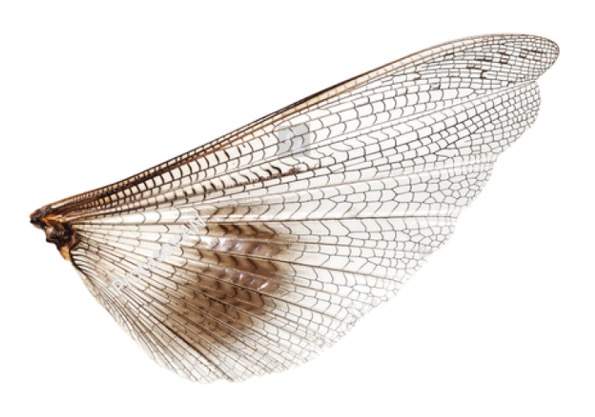 wing3