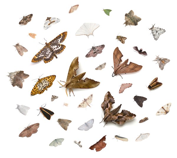 moth.png